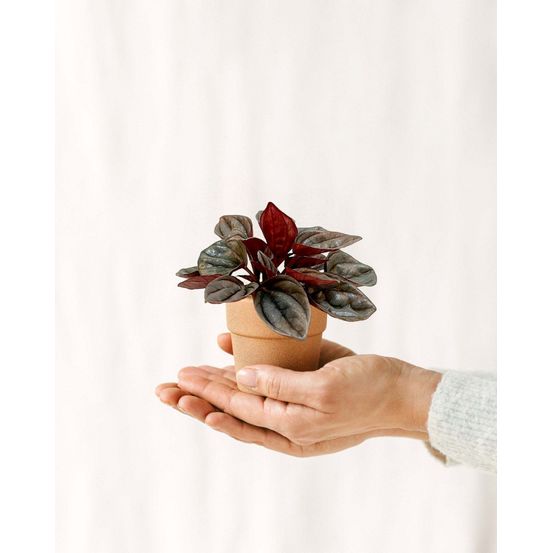 Mini peperomia caracas 12cm - plante d'intérieur