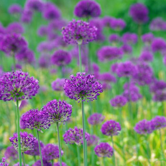 6 x ail d'ornement 'purple sensation' - allium 'purple sensation' - godet 9cm x 9cm