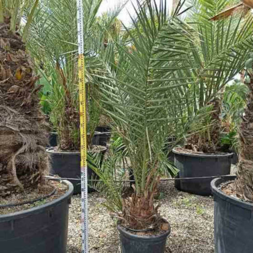 Phoenix dactylifera (véritable dattier) pot de 110l 230/270cm