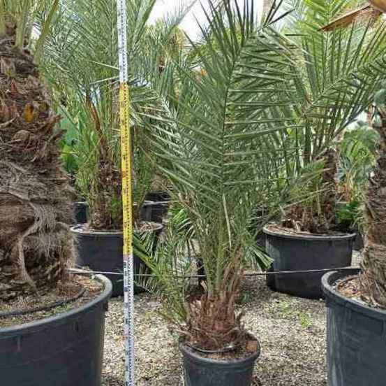 Phoenix dactylifera (véritable dattier) pot de 110l 230/270cm