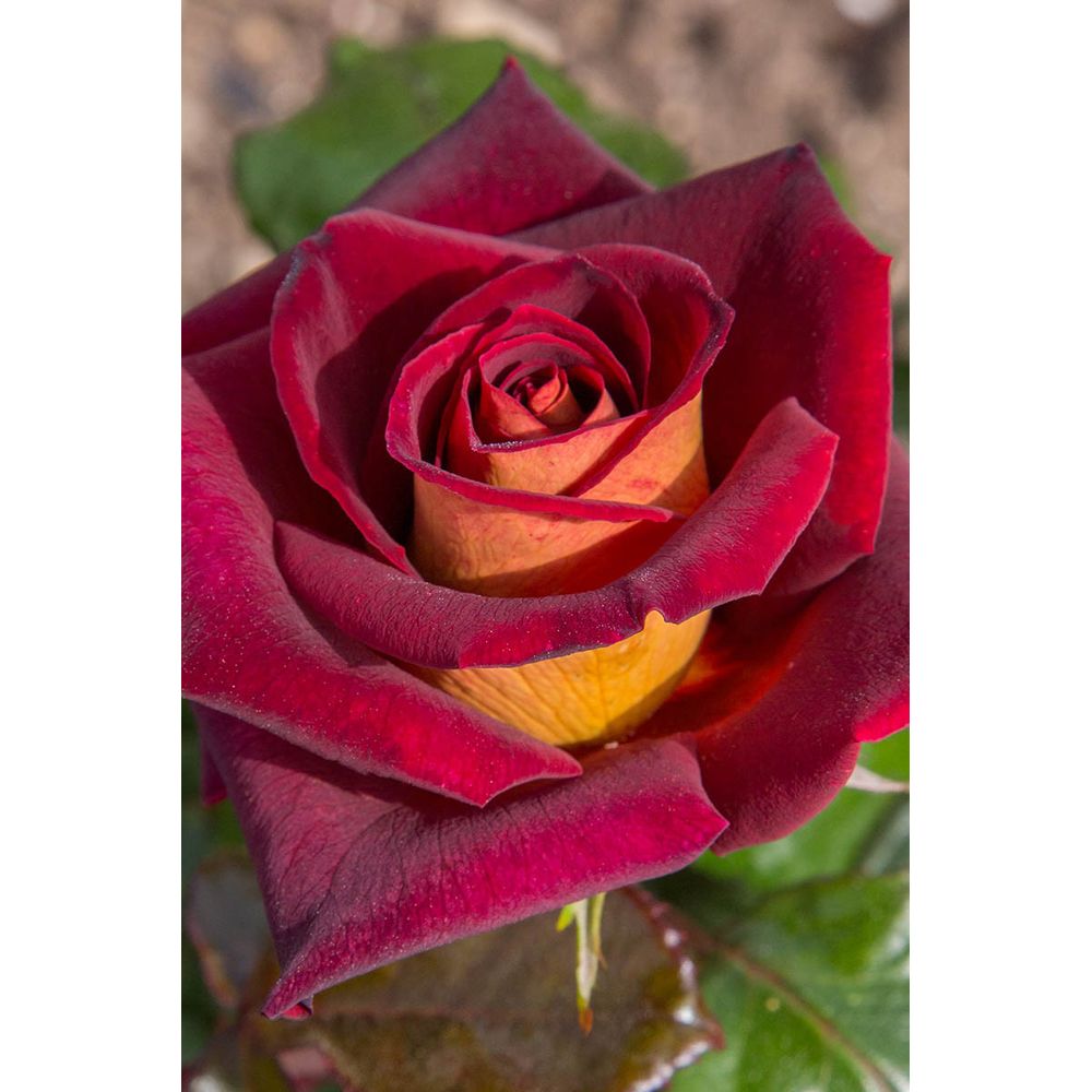 Rosier meilland 'eddy mitchell' - en pot de 5 litres