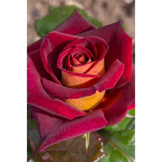 Rosier meilland 'eddy mitchell' - en pot de 5 litres