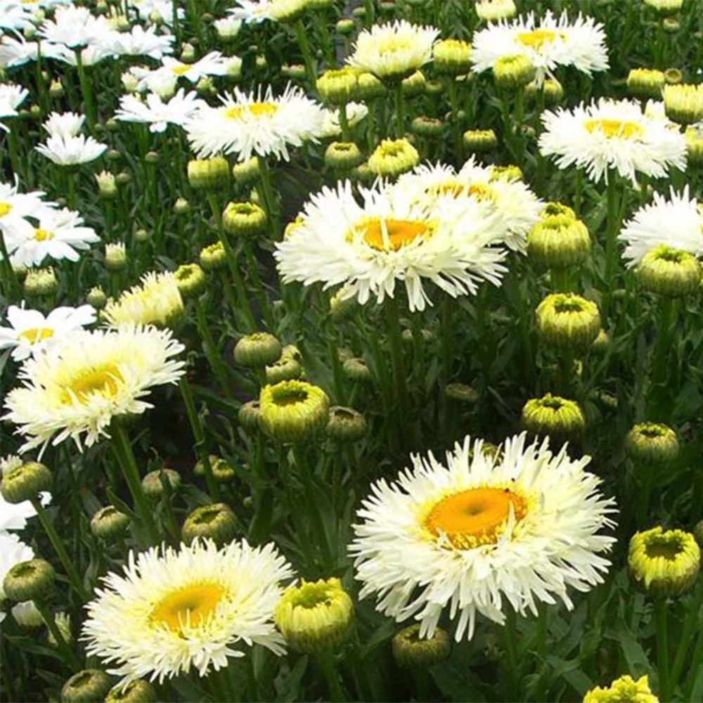 Marguerite 'real galaxy' godet de 8/9 cm