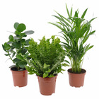 Collection de 3 plantes purificatrices d'air, les 3 pots / ø 12cm / hauteur livrée 40-65cm