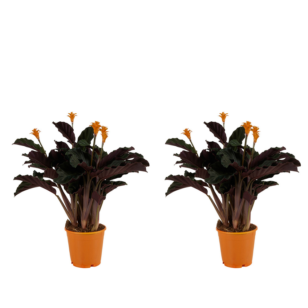 Lot de 2 - calathea crocata - plante d'intérieur - hauteur 30-40 cm - pot de 12 cm