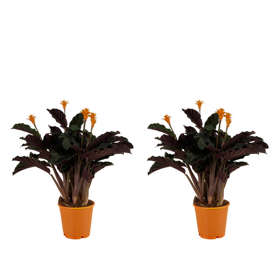 Lot de 2 - calathea crocata - plante d'intérieur - hauteur 30-40 cm - pot de 12 cm