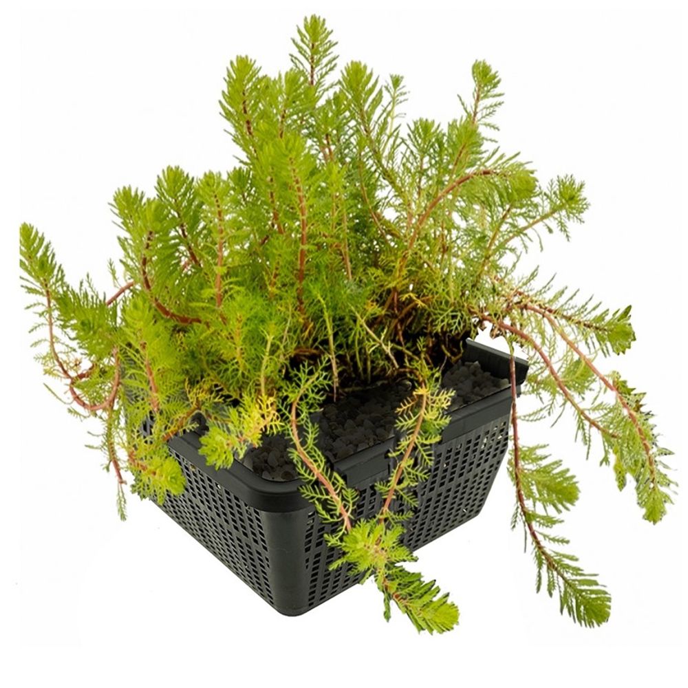 Aarvederkruid myriophyllum brasiliensis vijver - 4 planten set met mand & klei
