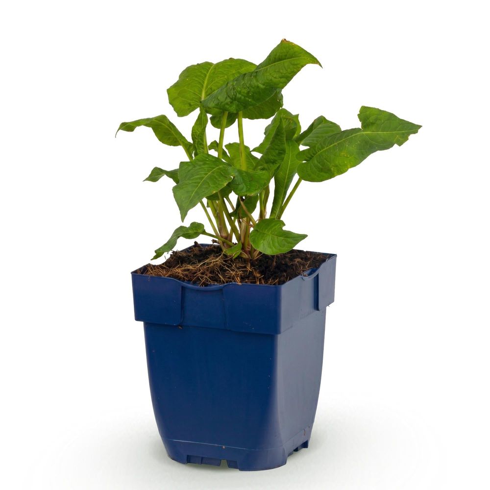 Renouée 'alba' - pot 11 cm - hauteur 25 cm - plante d'extérieur