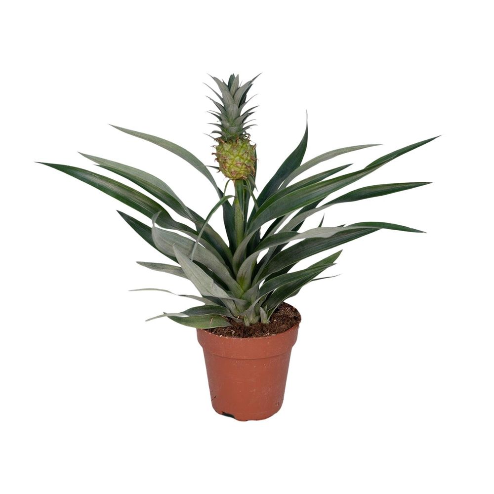 Bromelia ananas - ø12cm - ↕30cm - plantes d'intérieur