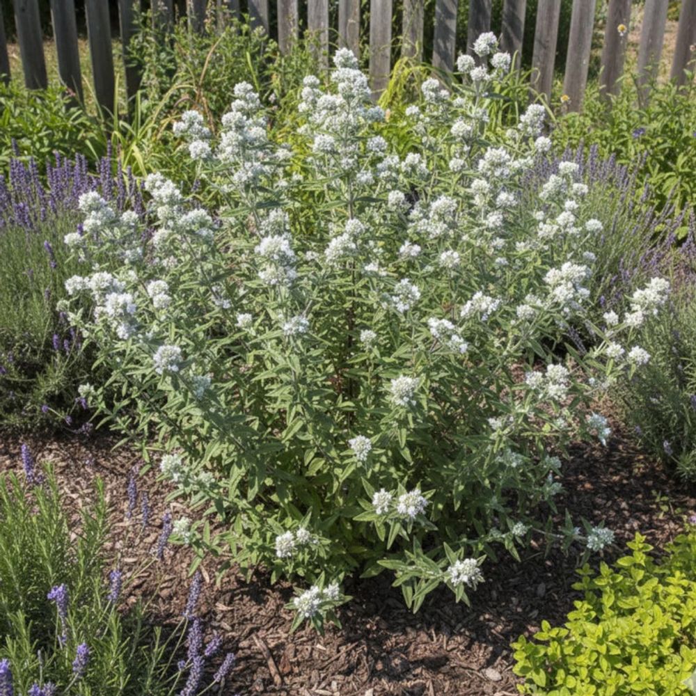 Menthe des montagnes velue lot de 5 godets