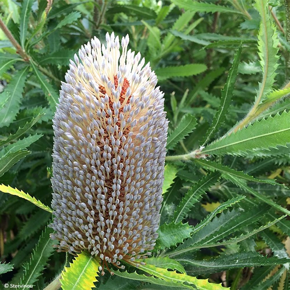 Banksia serrata pot de 4l/5l