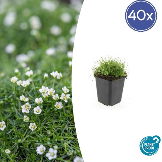 Sagine subulée x40 – entre 2,5 et 3,33m2