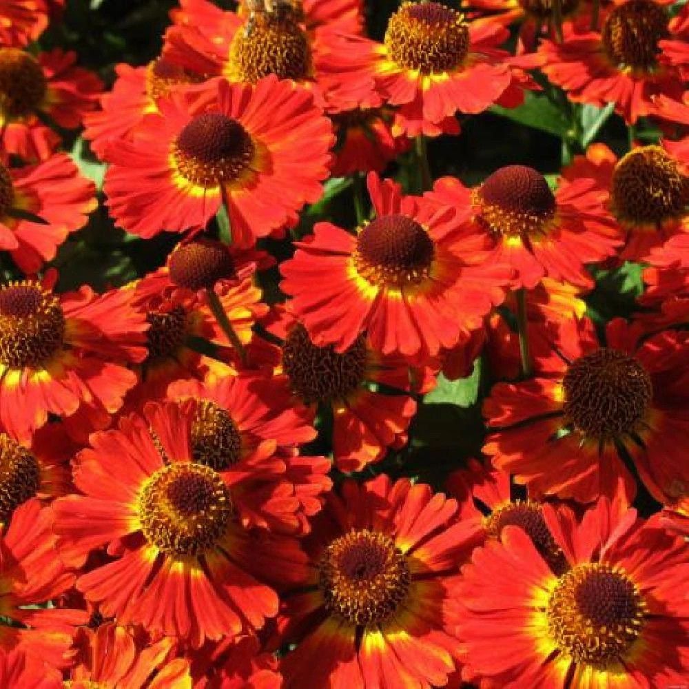 Hélénie salsa, helenium lot de 9 godets