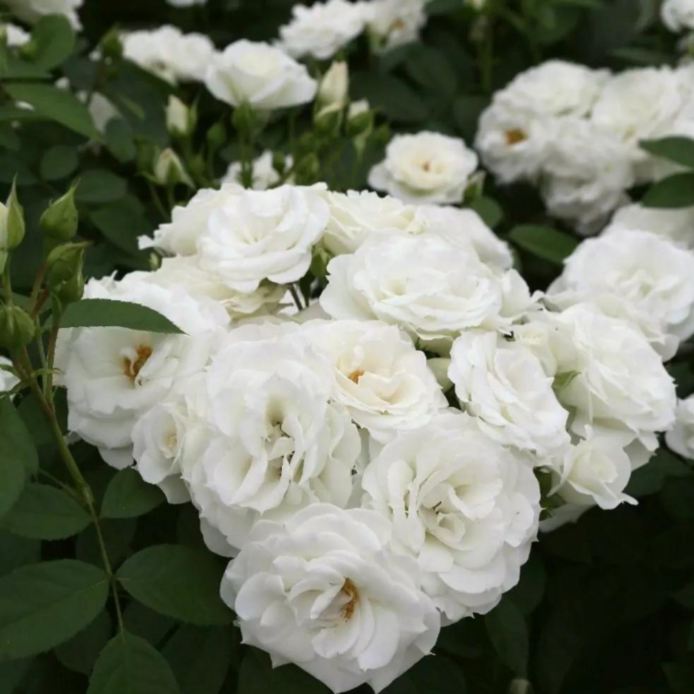 Rosier à massif blanc baby schneewittchen baby iceberg en pot