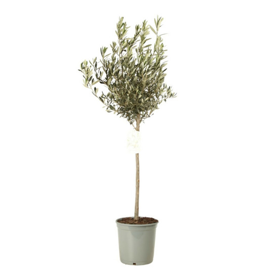 Olivier olea europaea 70 cm pot 5l