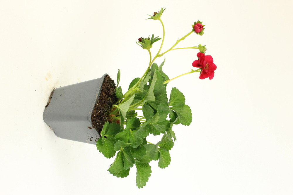 Plant de fraisier remontant summer breeze pot 0,5 l