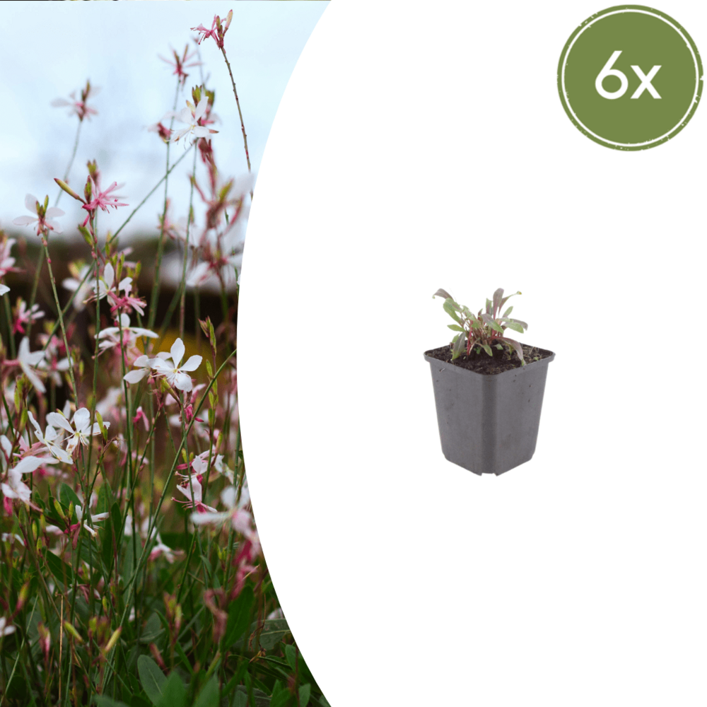 Lot de 6 - gaura (gaura lindheimeri) 'siskiyou pink'