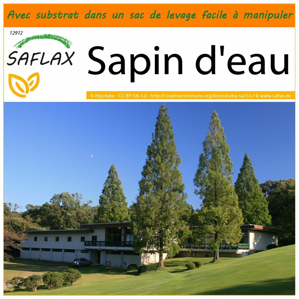 Garden in the bag - sapin d'eau - 60 graines - metasequoia glyptostroboides