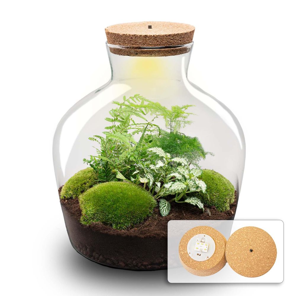 Lot de 3 - grand terrarium en kit hanoi - h30 cm - ø30 cm