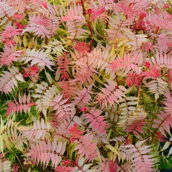 Fausse spirée à feuilles de sorbier ® (sorbaria sorbifolia 'pink hopi' ®)