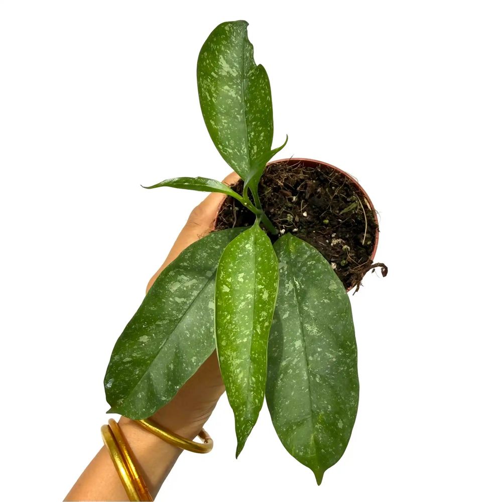 Hoya occultata 'splash' - pot de 8cm - plantes d'intérieur