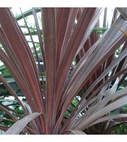 Cordyline australe 'red star' pot de 2l/3l