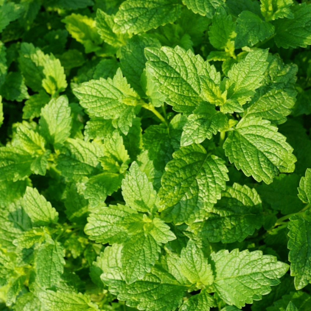 Menthe verte - prêt à consommer pot de 1,5l - 10/20 cm