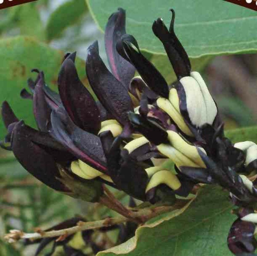 Kennedia nigricans (pois corail noir) pot de 2 litres - 80/100 cm