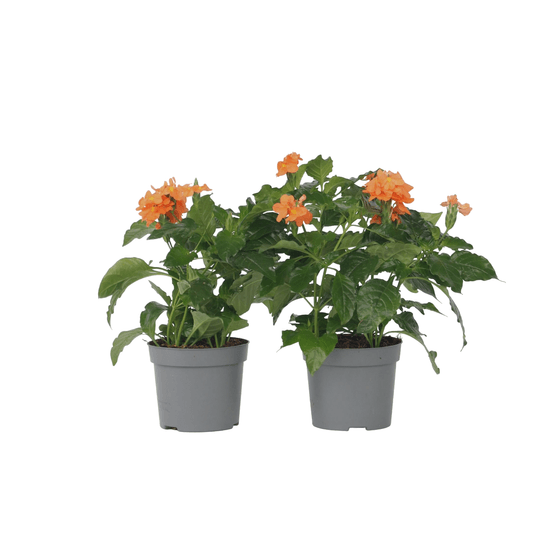 Fleur du feu - set de 4 - crossandra 'fortuna' - hauteur 20-30cm - ⌀13cm
