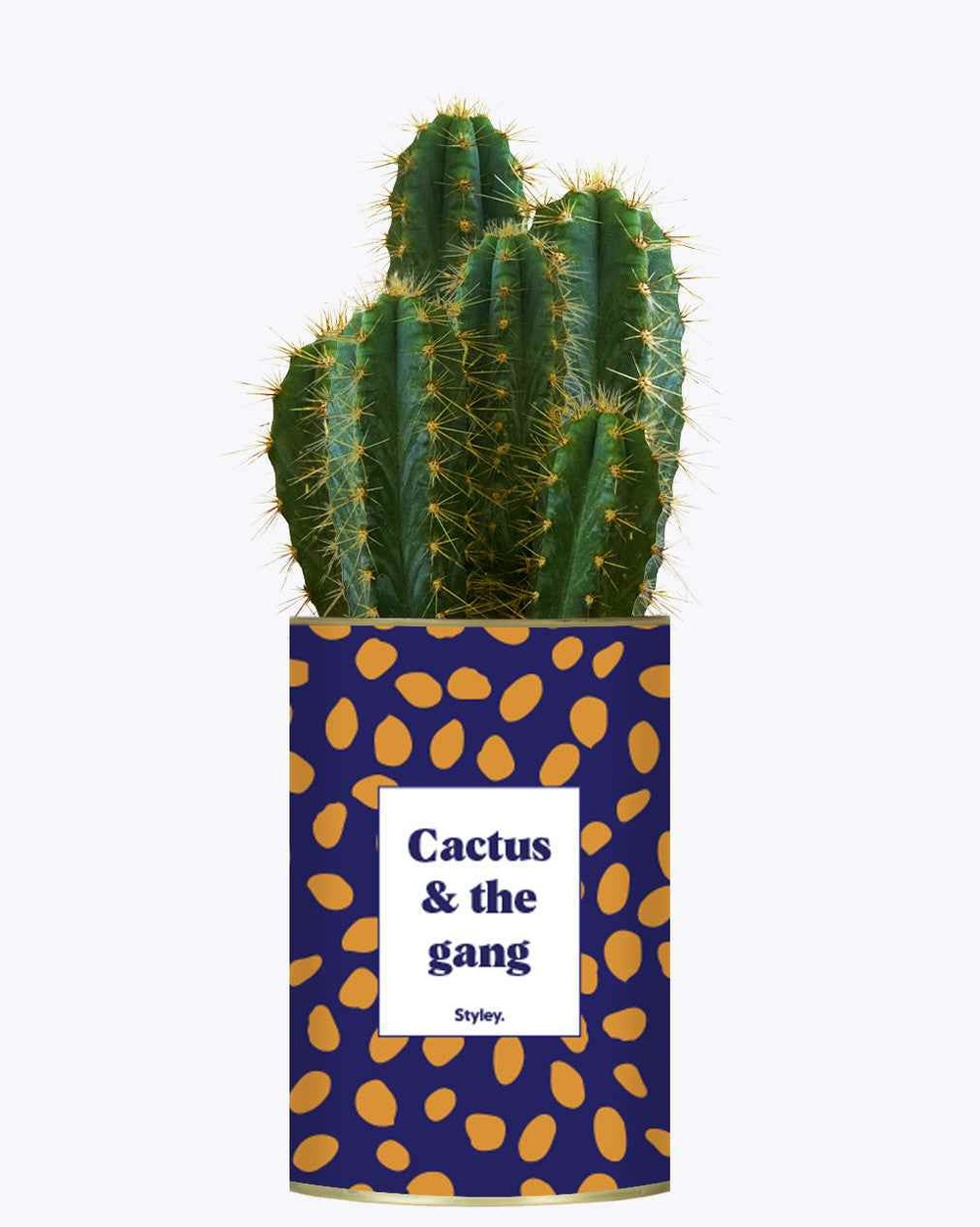 Plante drôle - cactus & the gang - cactus