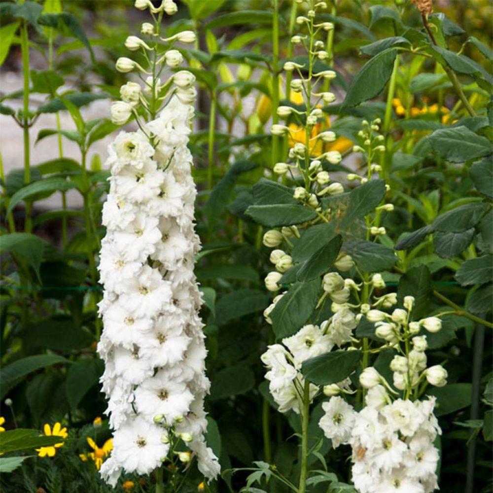 Pied d'alouette elatum 'double innocence' godet de 8/9 cm