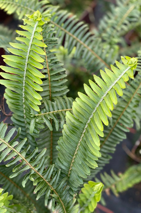 Nephrolépis 'artic jungle' - en pot de 3 litres