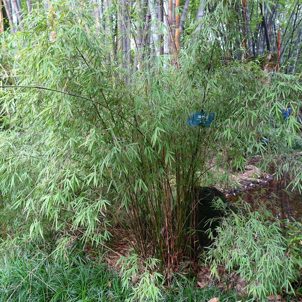 Fargesia angustissima pot de 4l/5l