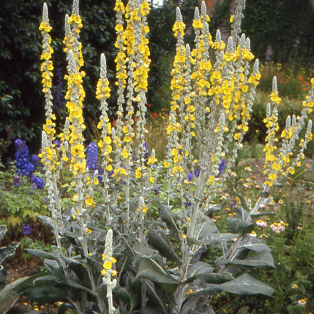 Molène - le pot / ø 8cm