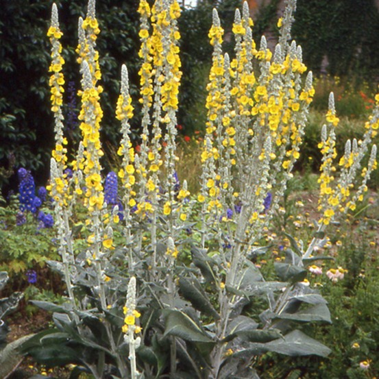 Molène - le pot / ø 8cm