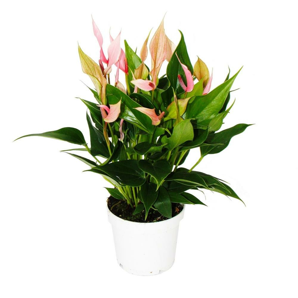 Fleur flamant rose - anthurium andreanum - anthurium - pot 12cm - petites fleurs roses - lilli