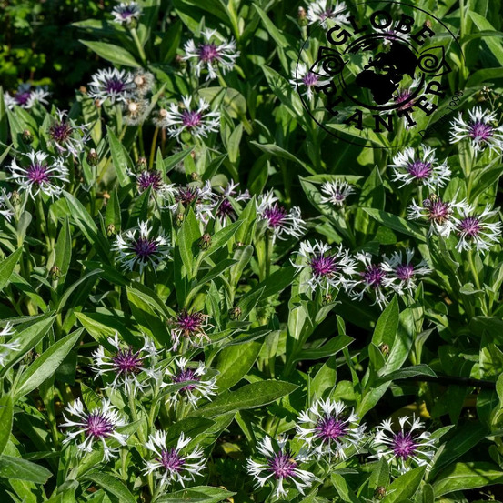 Centaurée des montagnes amethyst in snow lot de 3 godets