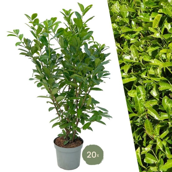 Laurier cerise h150cm pour 10 mètres linéaires de haie 20x15l