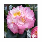 Camellia 'nuccio's jewel' : 7.5 litres (blanche bordure rose)