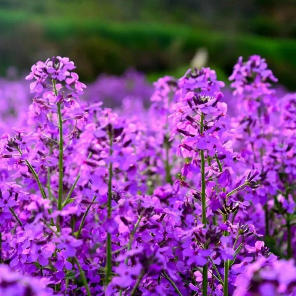 Graines de fleurs, graines de hesperis matronalis violettes, environ 500 graines par paquet, 5 paquets