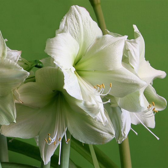 Amaryllis 'luna' bulbe calibre 26/28, extra