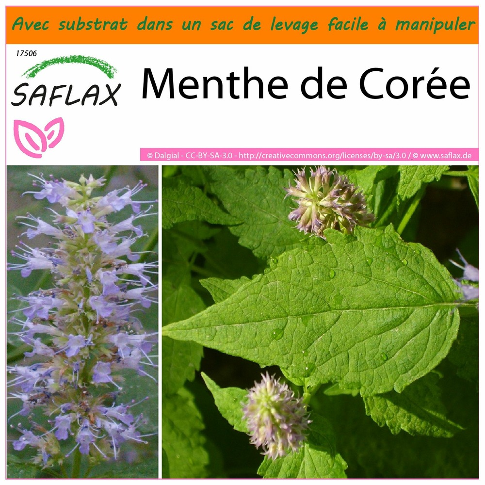 Garden in the bag - menthe de corée - 1200 graines - agastache rugosa
