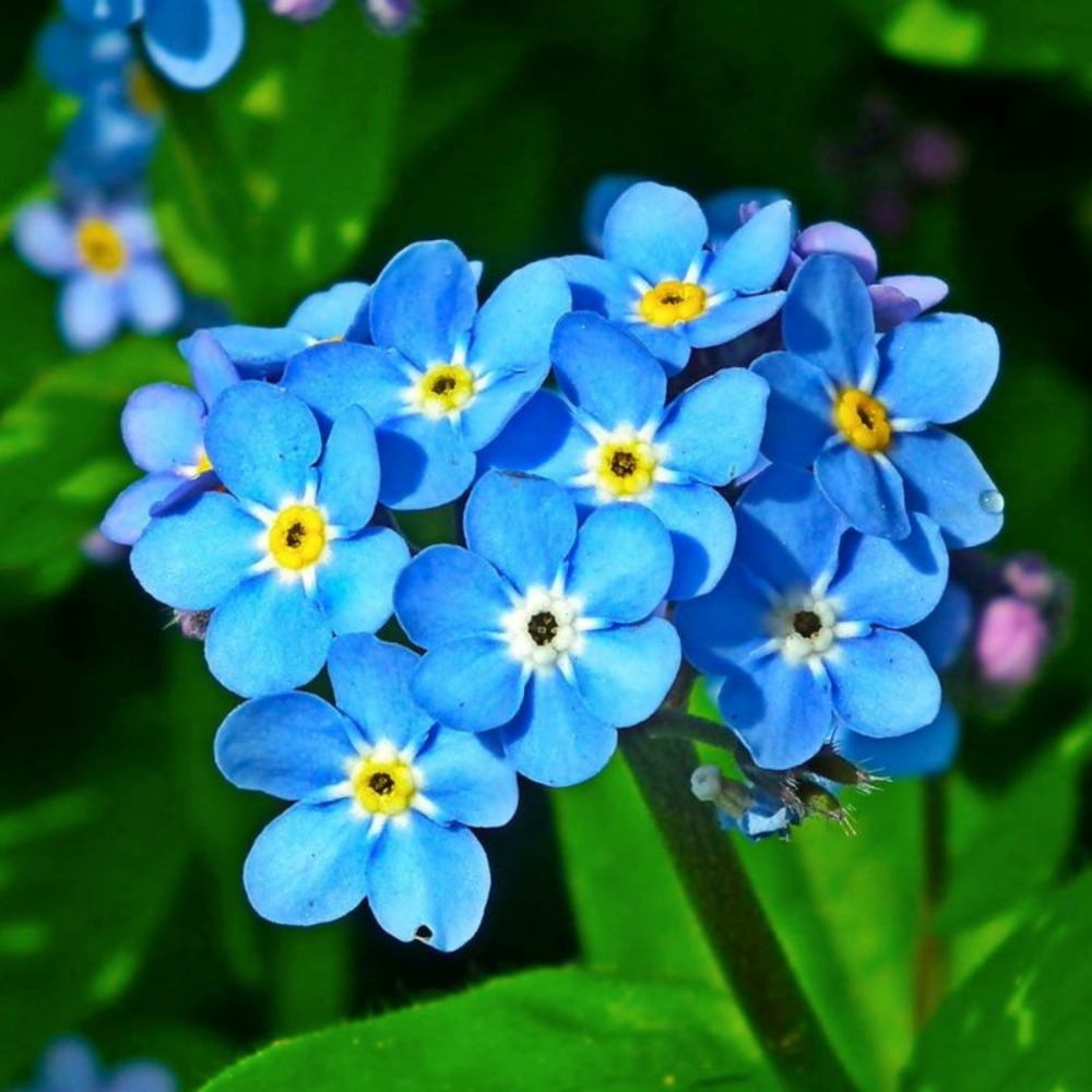 3 myosotis des marais (myosotis palustris)