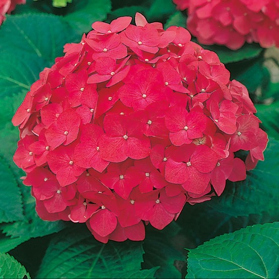 Hortensia rouge - le godet