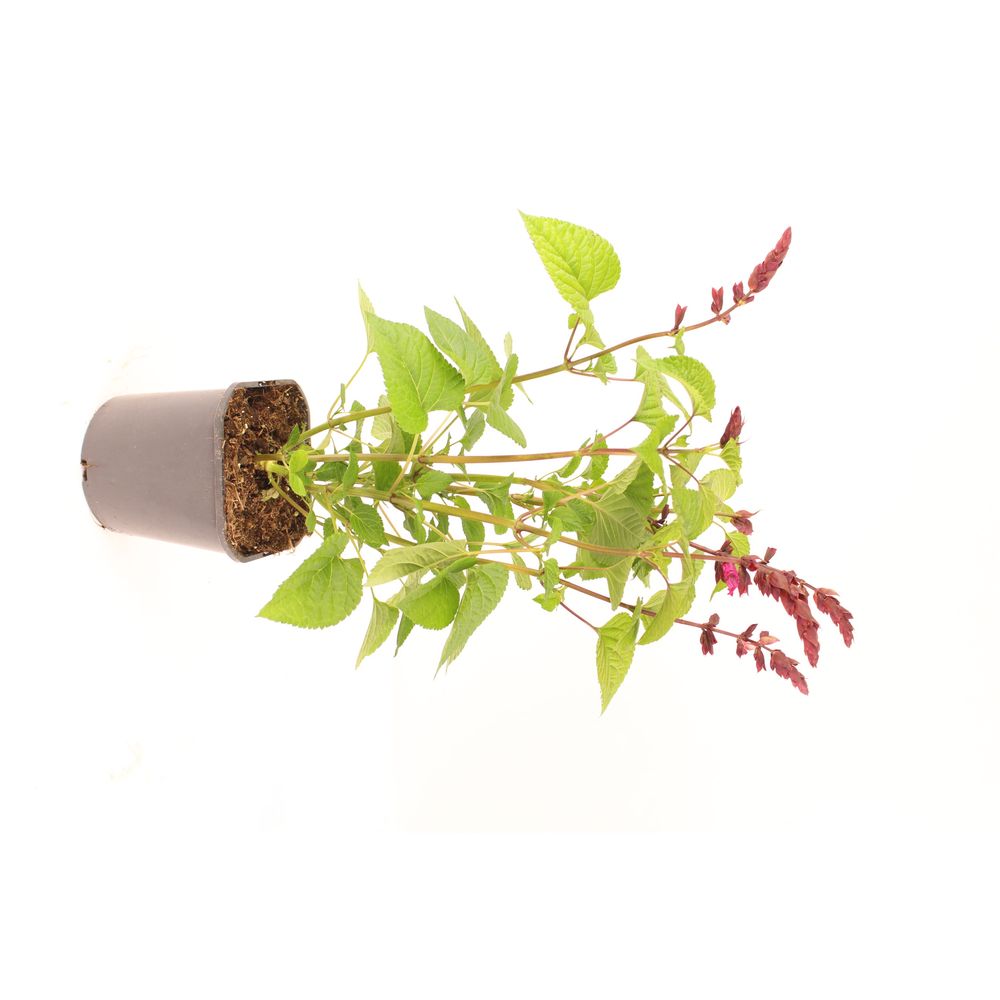 Sauge arbustive pot 2 l