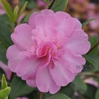 Camellia 'paradise®hilda':pot 15l