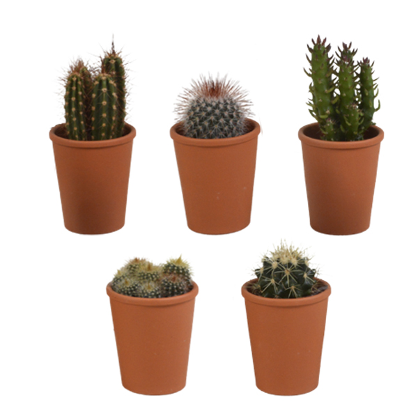 5x cactus mix - plante d'intérieur - pot en terre cuite - ⌀ 5.5 cm - ↕5-10 cm