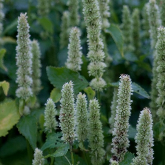 Agastache 'alabaster' godet de 8/9 cm
