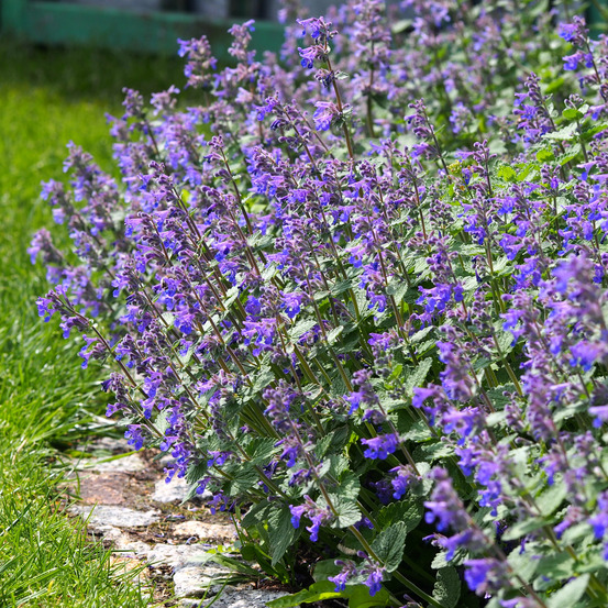 Lot de 3 - nepeta faassenii - cataire - fleurs bleues - hauteur 10-20 cm - pot 9x9 cm