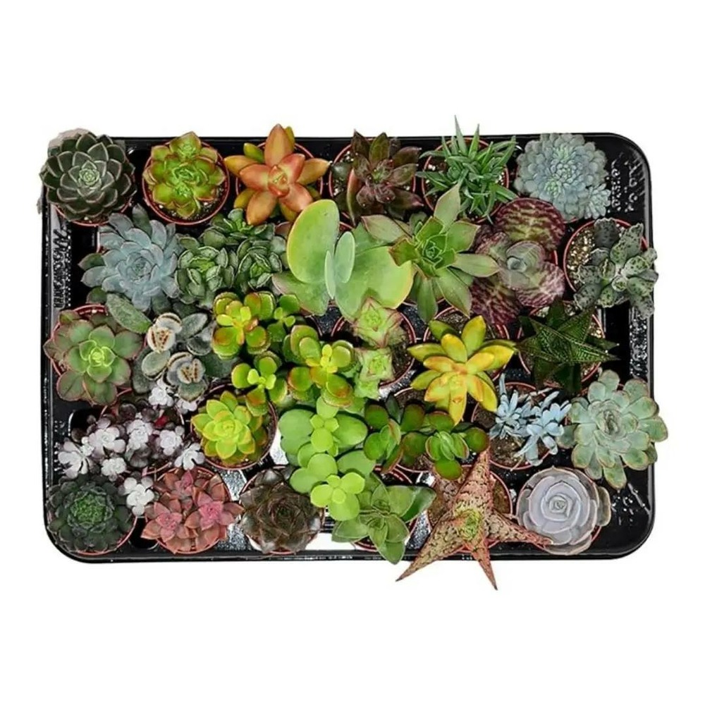 Mélange de succulentes - ↕ 5-10 cm - ⌀ 5,5 cm - lot de 30 plantes - cactus et plantes grasses